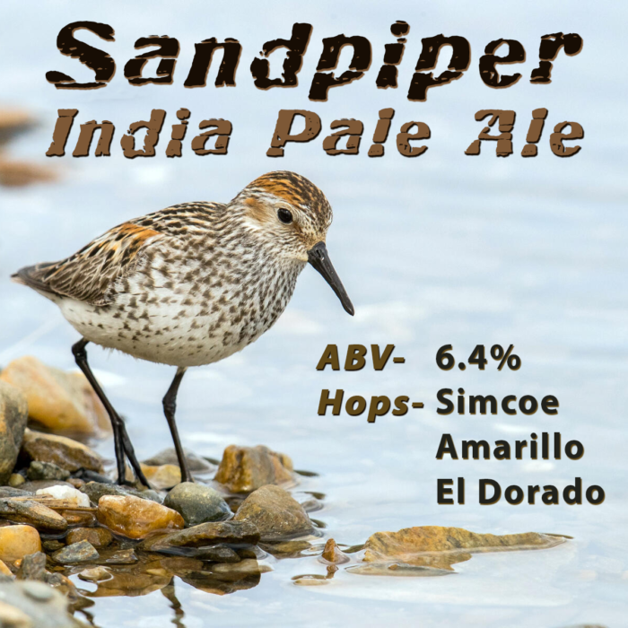 Sandpiper Bird